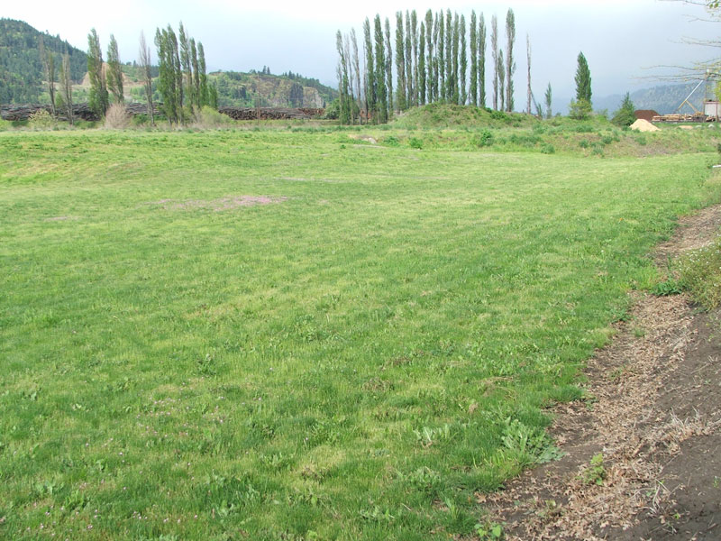 A grassy field with tall trees in the background, set against a hilly landscape.
