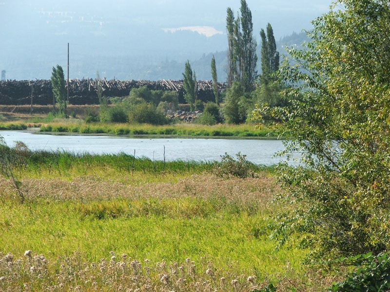 A serene landscape with a river, lush green grass, trees, and a distant pile of logs. Rolling hills are visible in the background.