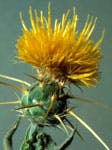 A close-up of a yellow spiky flower with thorny green leaves.