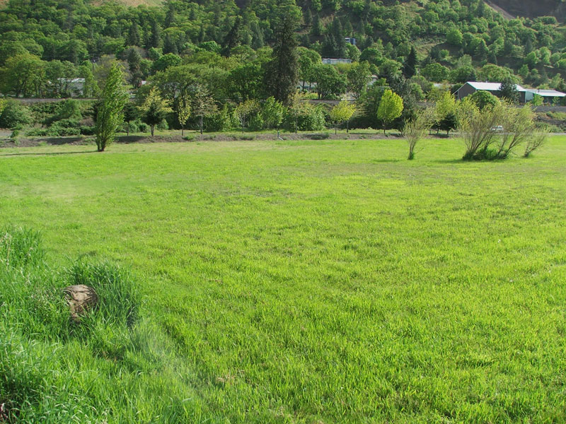 A vast, green grassy field with trees and a few buildings in the background under a clear sky.
