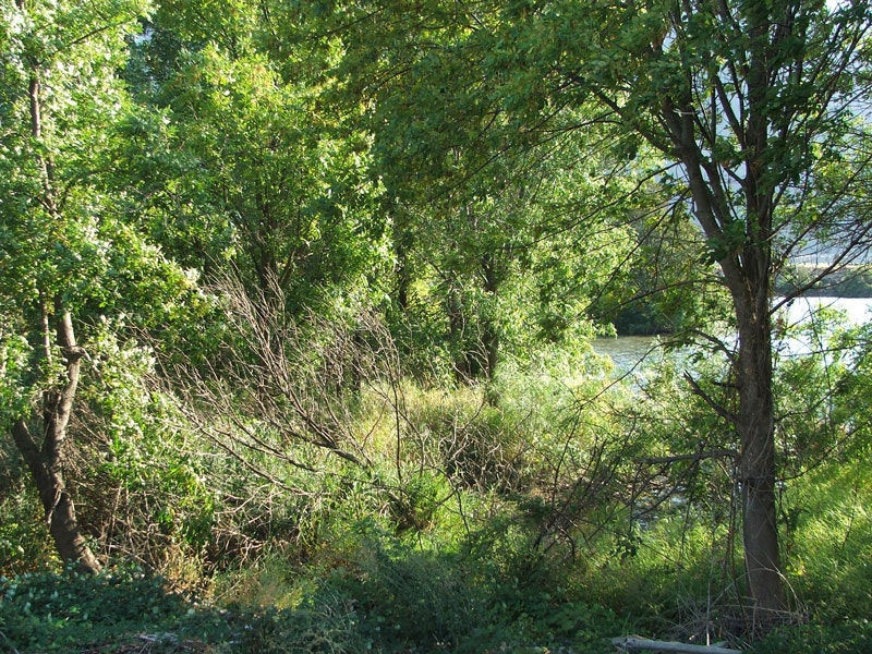 Dense green foliage with trees and shrubs beside a body of water.