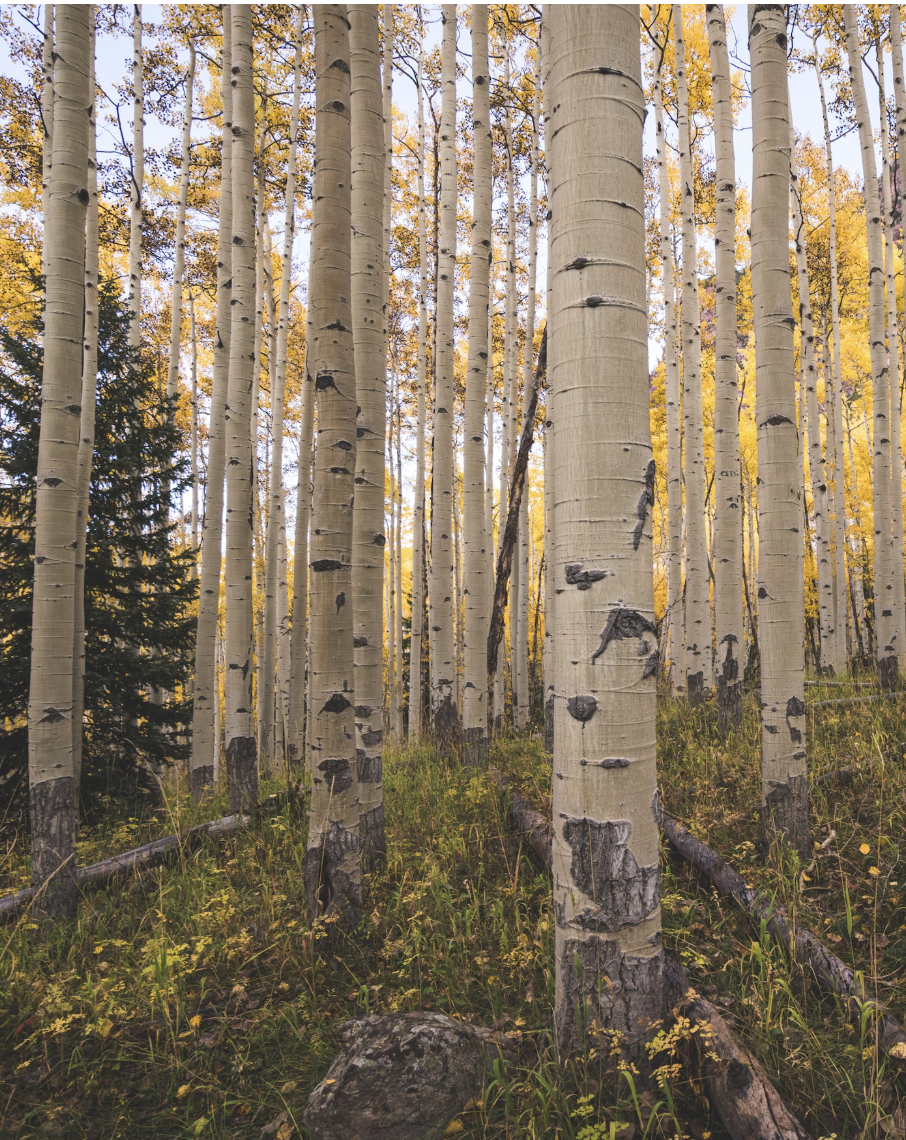 A forest of tall, slender birch trees with golden-yellow leaves and scattered grass and rocks on the forest floor.