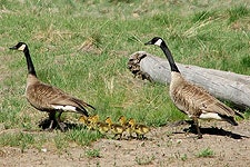 Two adult geese with goslings walking on grass near a log.