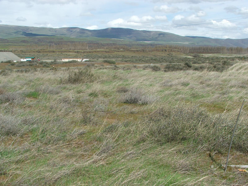 Open grassy field with scattered bushes, distant buildings, mountains in the background, and a partly cloudy sky.