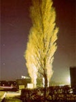 A tall, lit tree at night with buildings and a clear sky in the background.