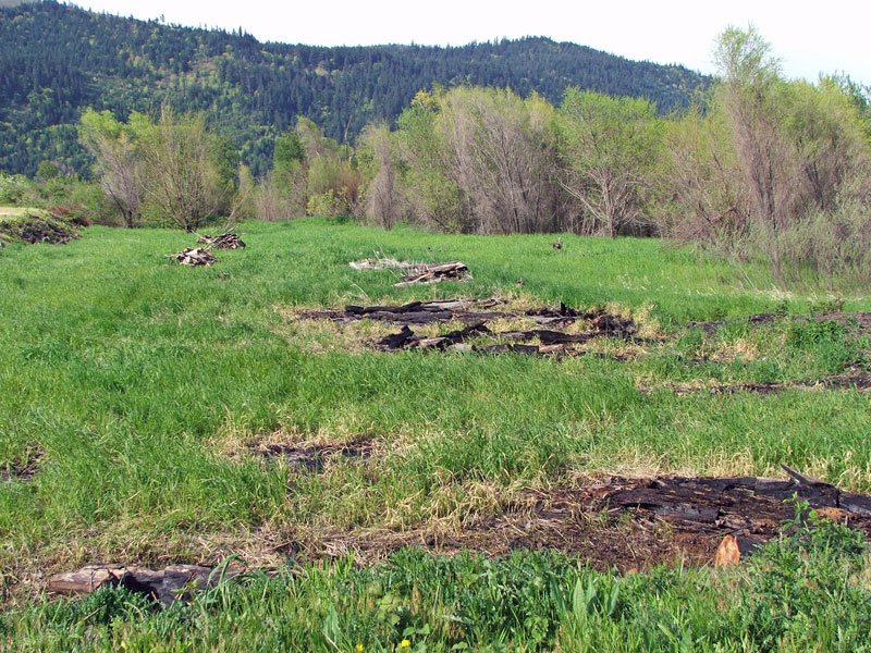 A grassy field with scattered logs and low bushes, backed by a wooded hill.