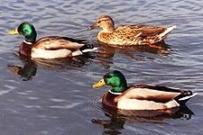 Three ducks swimming in water.