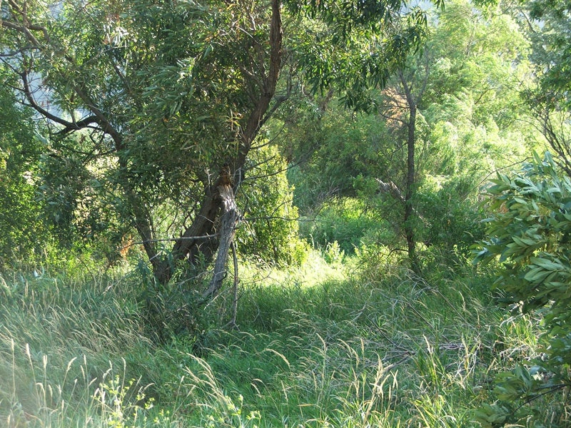 A lush, green forest scene with trees, shrubs, and grass bathed in sunlight.