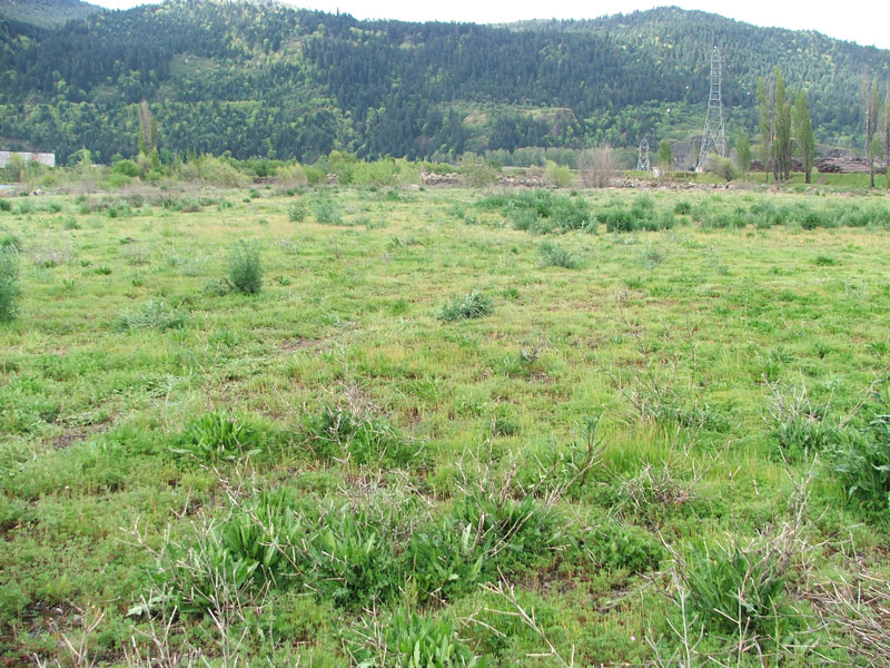 A grassy field with scattered bushes, hills, and trees in the background under a cloudy sky.