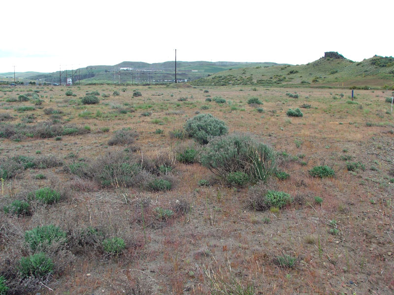 Sparse vegetation in a dry landscape, with distant hills and a road with utility poles.