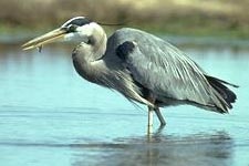 A heron standing in shallow water with a fish in its beak.