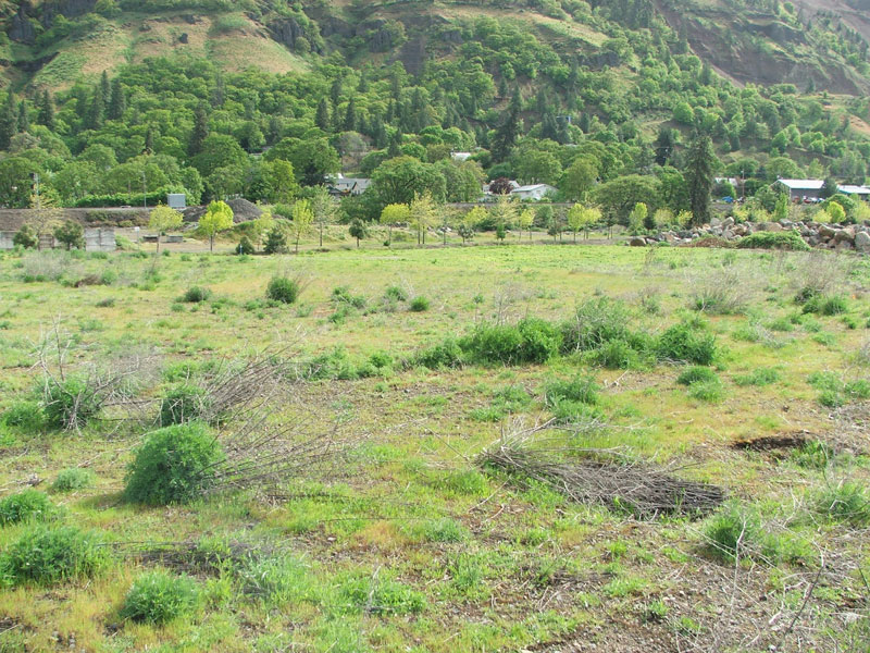 A grassy field with small shrubs, hills and green trees in the background, and buildings partially visible in the distance.
