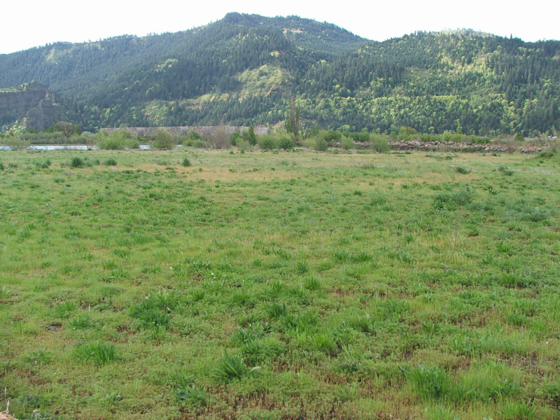 A grassy field with mountains and trees in the background under a cloudy sky.