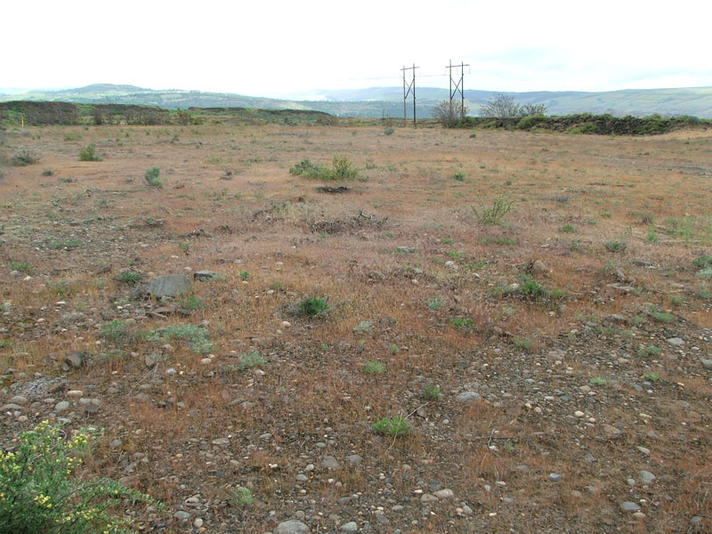 Sparse vegetation on a dry landscape with power lines in the distance, and hills under a cloudy sky.