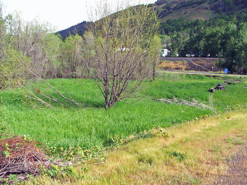 A lush green field with sparse trees, hills in the background, and a dirt path nearby.