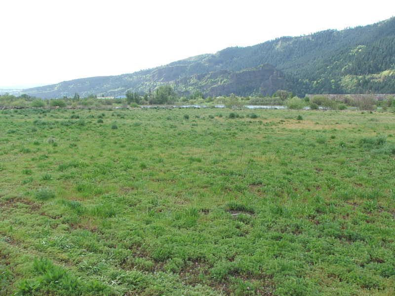 A grassy field with hills and trees in the background under a clear sky.