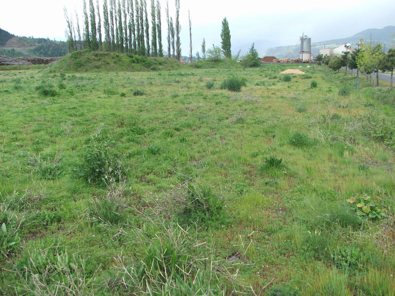 A grassy field with scattered bushes, tall trees in the background, and an industrial structure visible at a distance.