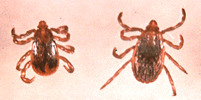 May contain: tick, spider, animal, invertebrate, and arachnid
