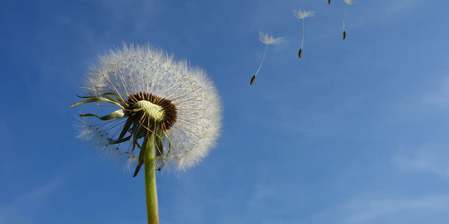 A dandelion with seeds blowing away against a clear blue sky.