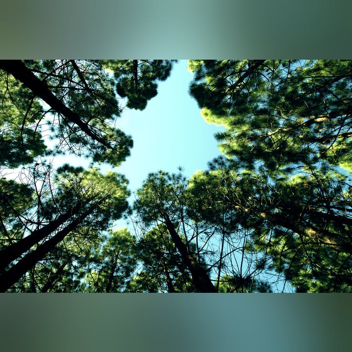 Looking up at tall pine trees against the sky, forming a natural frame of greenery around a blue sky.