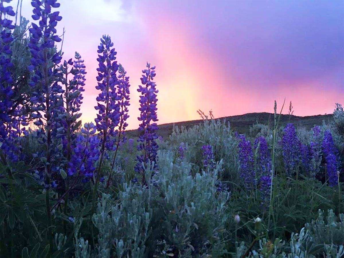 Purple wildflowers in a field at sunset with a vibrant pink and purple sky.