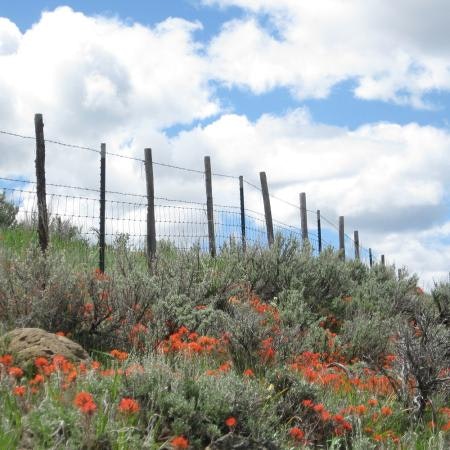 A fence on a grassy hillside with orange wildflowers and a cloudy blue sky in the background.