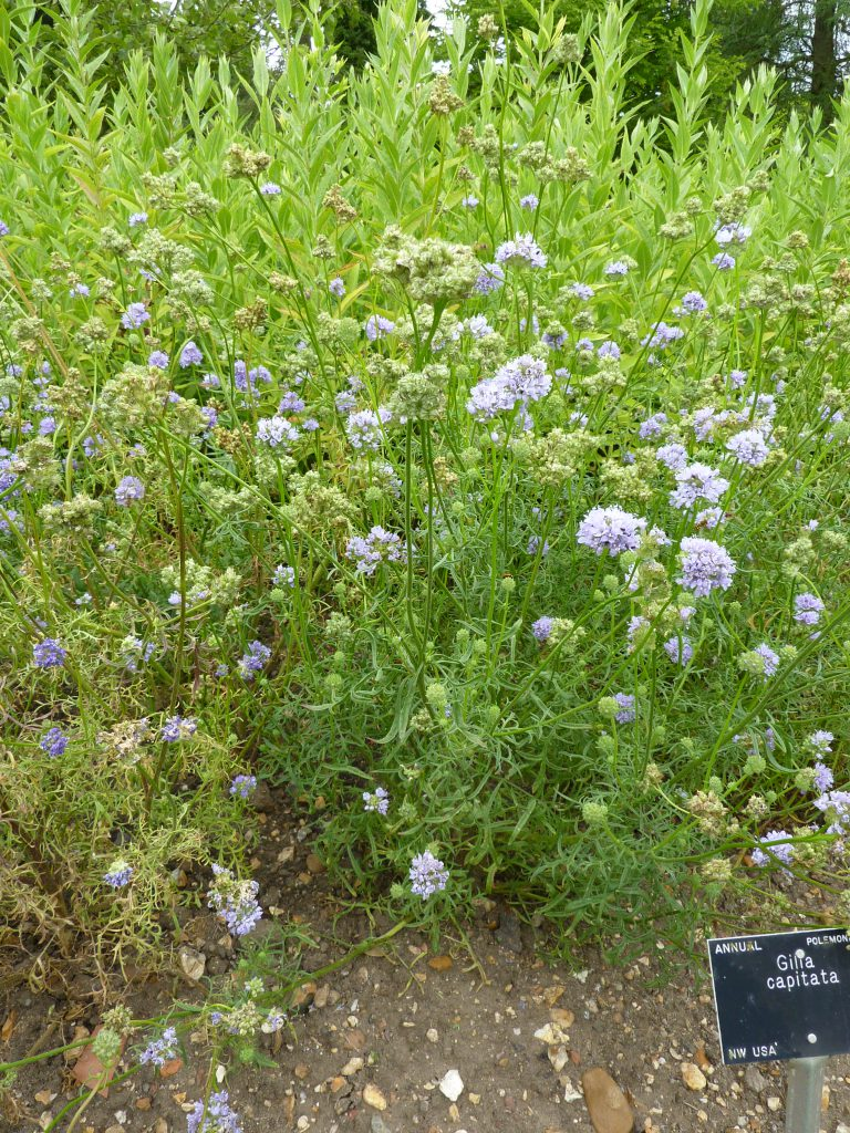 May contain: herbal, herbs, plant, vegetation, and flower