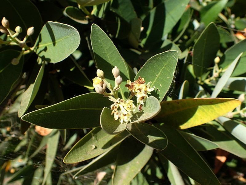 May contain: leaf, plant, herbal, herbs, vegetation, tree, bud, flower, sprout, petal, and acanthaceae