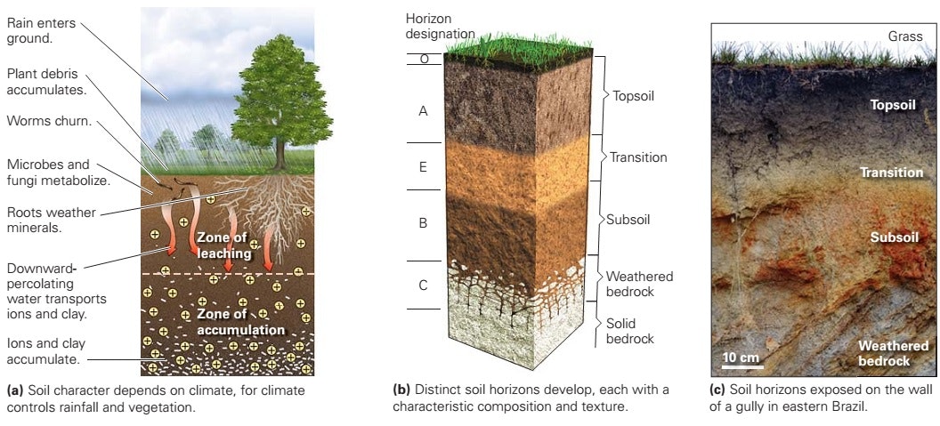 May contain: soil, plant, vegetation, and tree