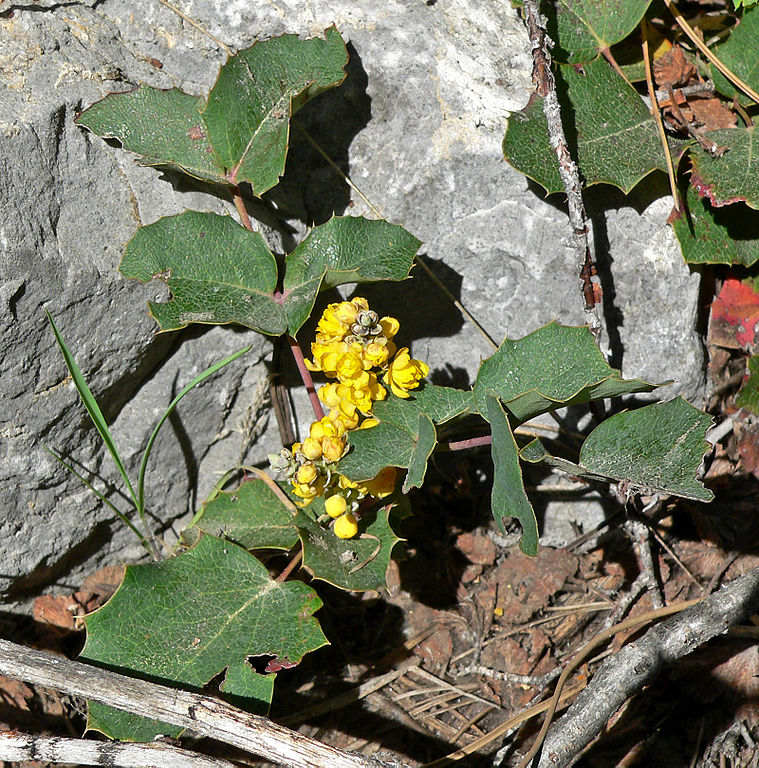 May contain: leaf, plant, flower, acanthaceae, and apiaceae