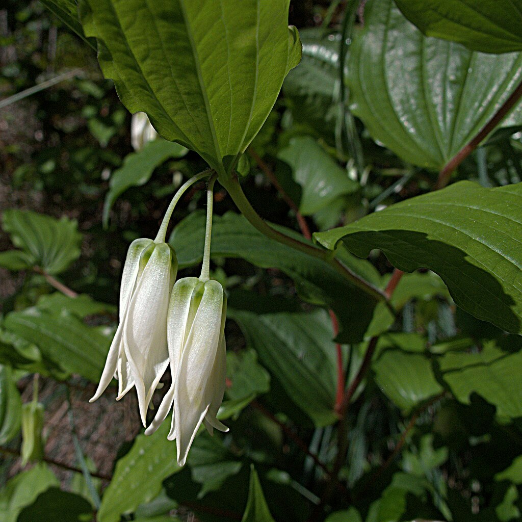 Two white, bell-shaped flowers hanging from a leafy plant.