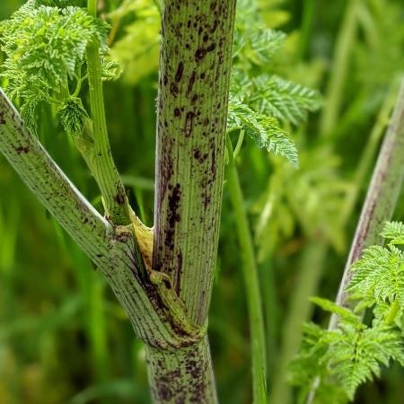 Green plant stem with purple spots among lush leaves.
