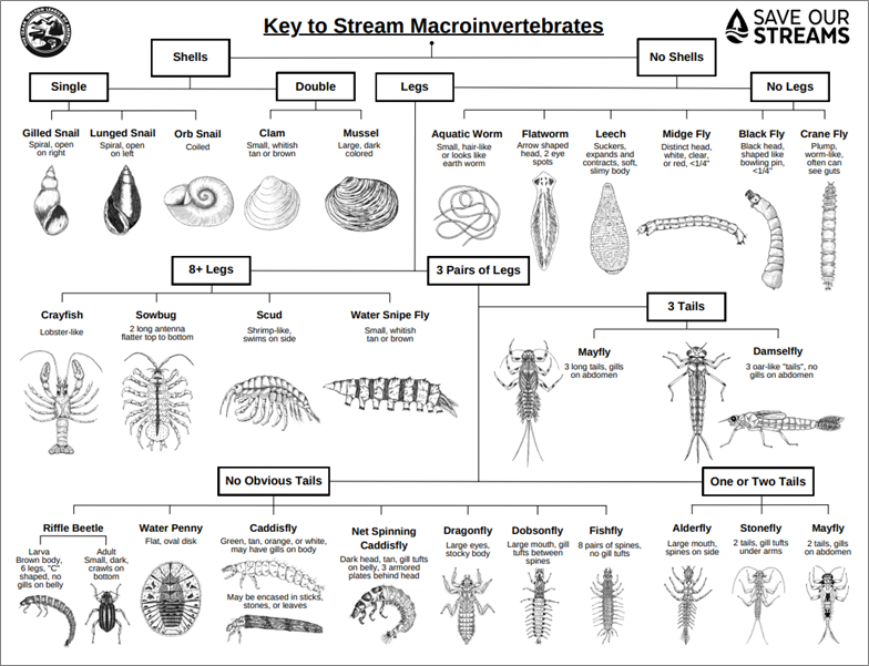 Educational chart displaying illustrations of various stream macroinvertebrates, categorized by physical characteristics like number of tails and legs.