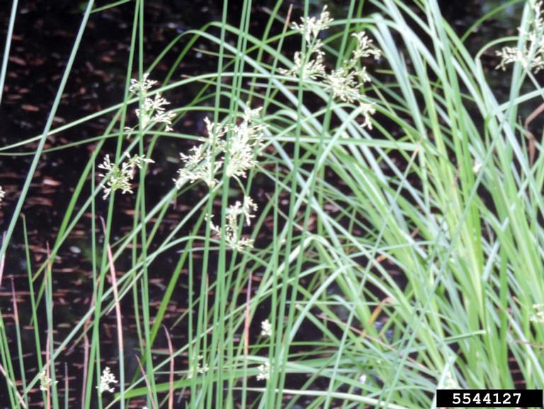 May contain: grass, plant, vegetation, flower, and agropyron