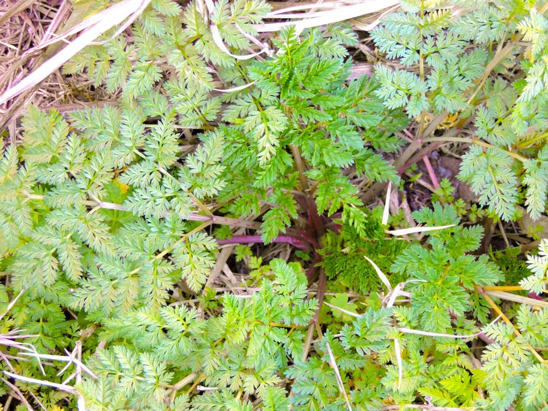 Green, feathery plant leaves with a delicate, intricate pattern, possibly resembling carrot or hemlock foliage.