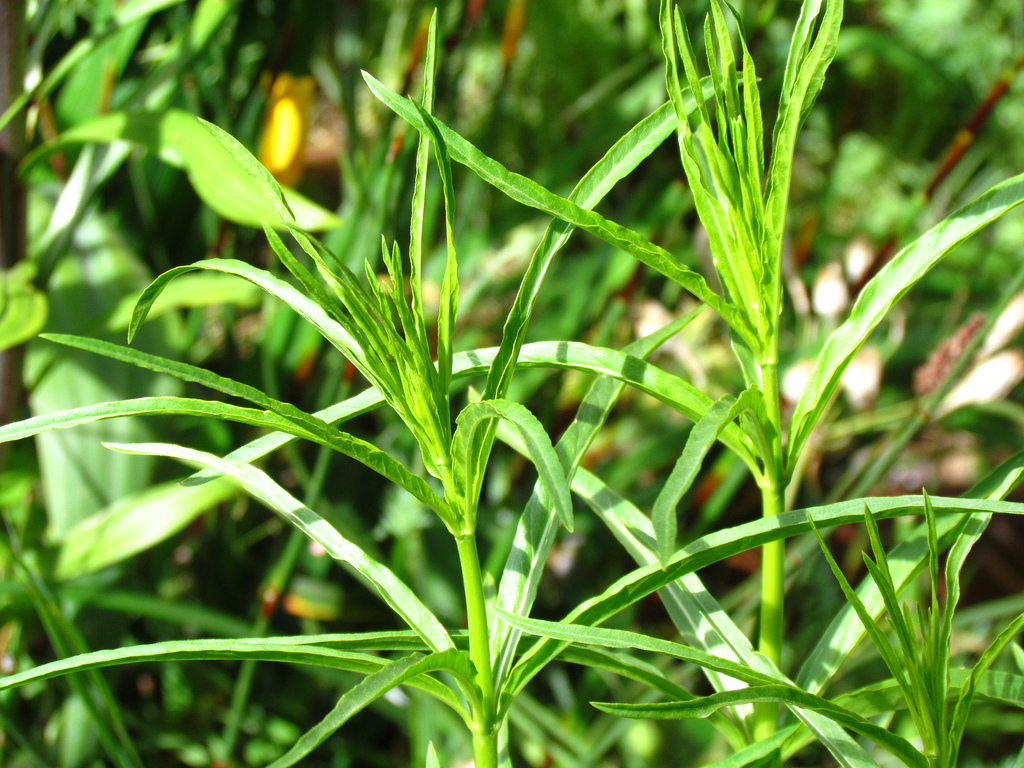 May contain: grass, plant, vegetation, food, and seasoning