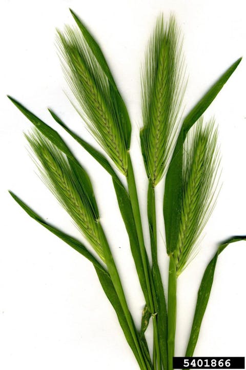 May contain: grass, plant, vegetation, agropyron, food, grain, produce, and wheat