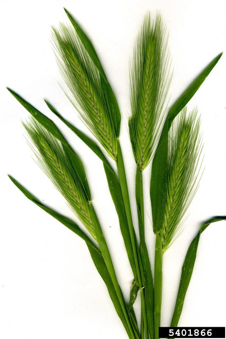 May contain: grass, plant, vegetation, agropyron, food, grain, produce, and wheat