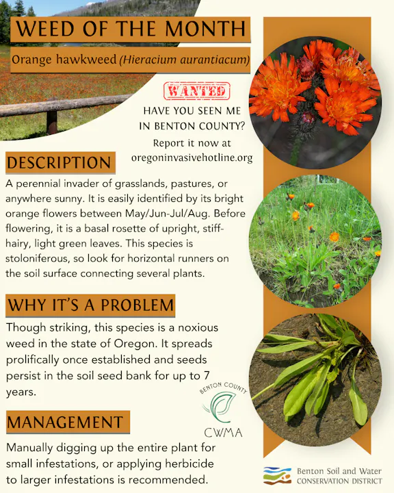 The image discusses Orange hawkweed, an invasive plant in Oregon, highlighting its identification, issues, and management methods.