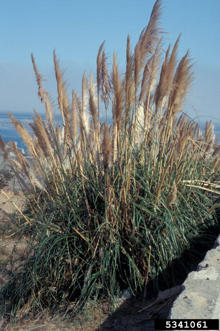 May contain: plant, vegetation, reed, and grass