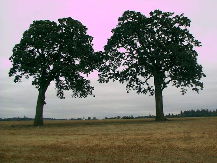 May contain: plant, tree, oak, sycamore, tree trunk, landscape, nature, and outdoors