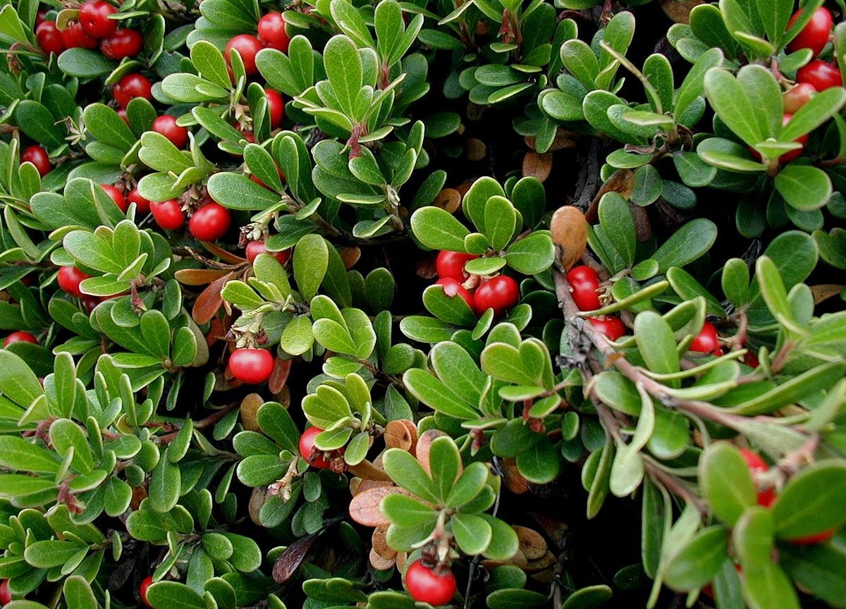 Green leaves with clusters of small, round red berries.