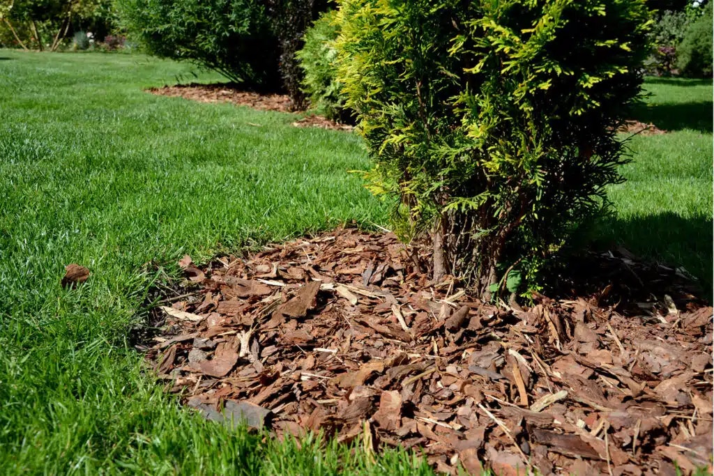 A green bush surrounded by wood mulch in a well-maintained grassy area.