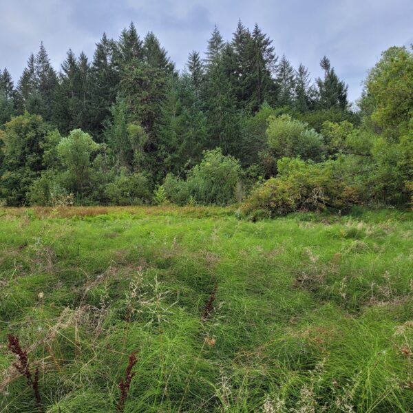 May contain: countryside, farm, field, nature, outdoors, pasture, rural, grassland, plant, tree, fir, vegetation, meadow, and land