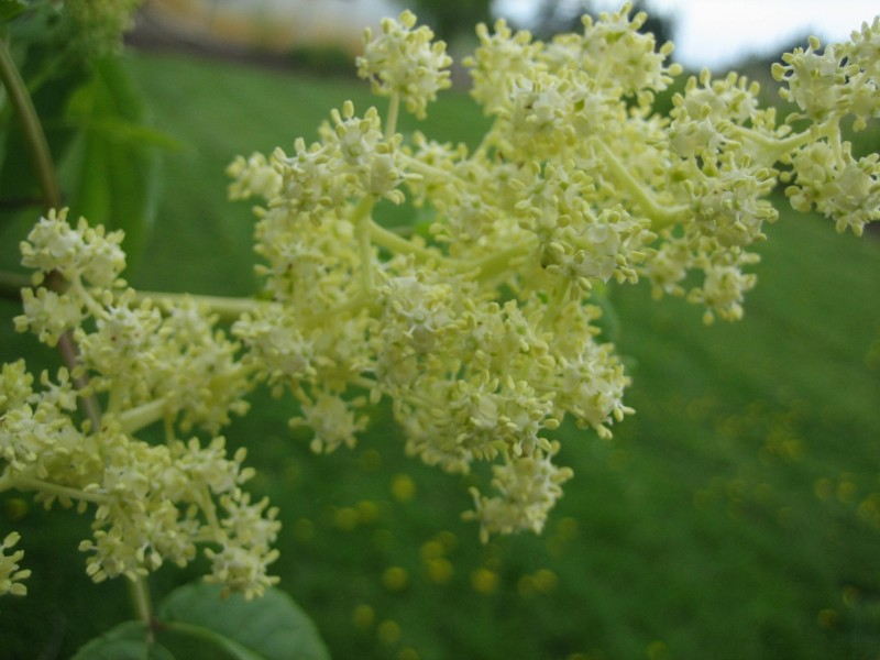 May contain: grass, plant, flower, apiaceae, and green