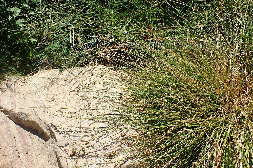 May contain: grass, plant, and vegetation