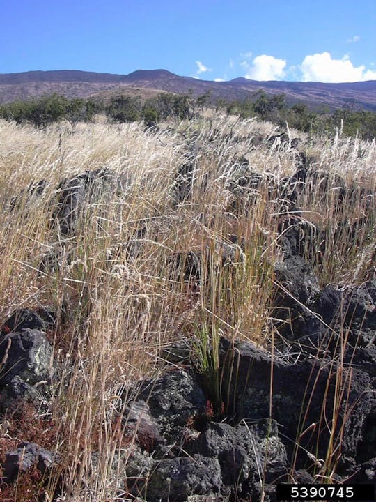 May contain: grass, plant, nature, outdoors, wilderness, vegetation, and agropyron