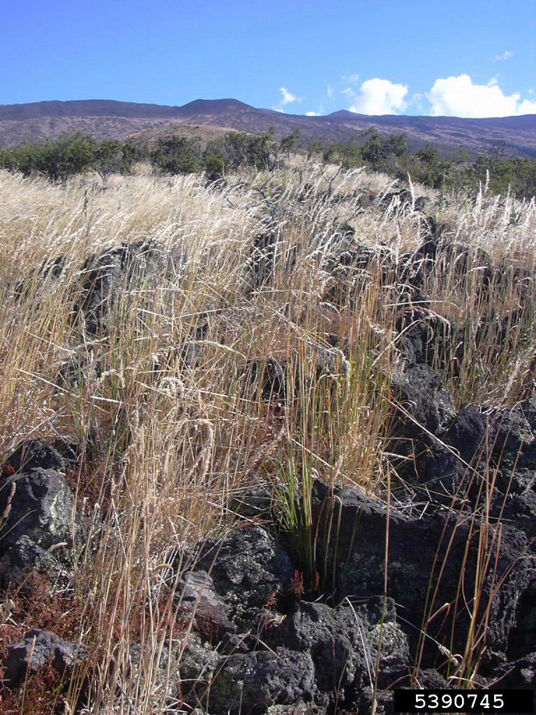 May contain: grass, plant, nature, outdoors, wilderness, vegetation, and agropyron