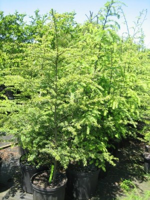 May contain: conifer, plant, tree, larch, and yew