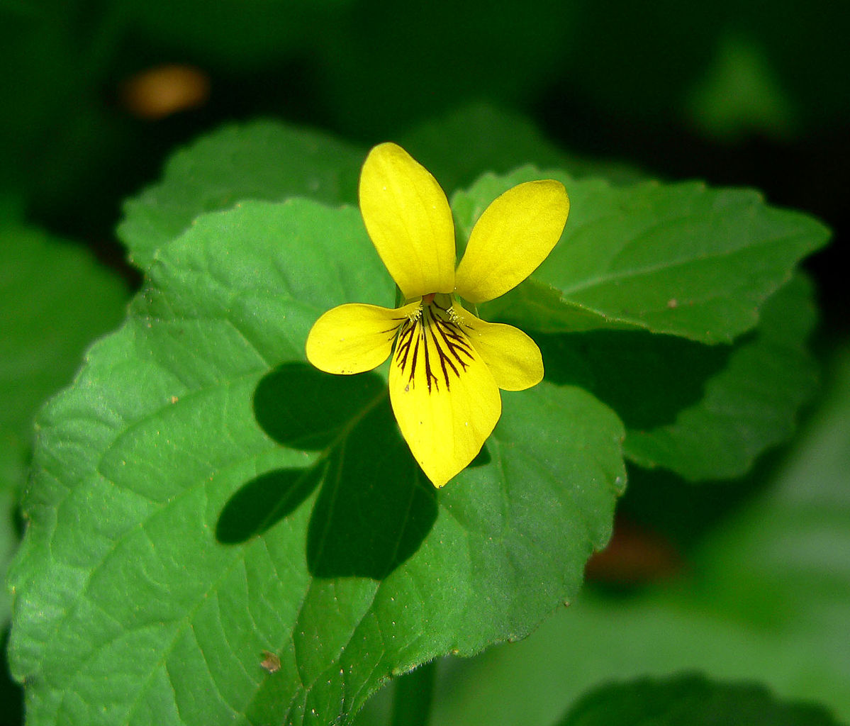 May contain: flower, plant, leaf, and acanthaceae